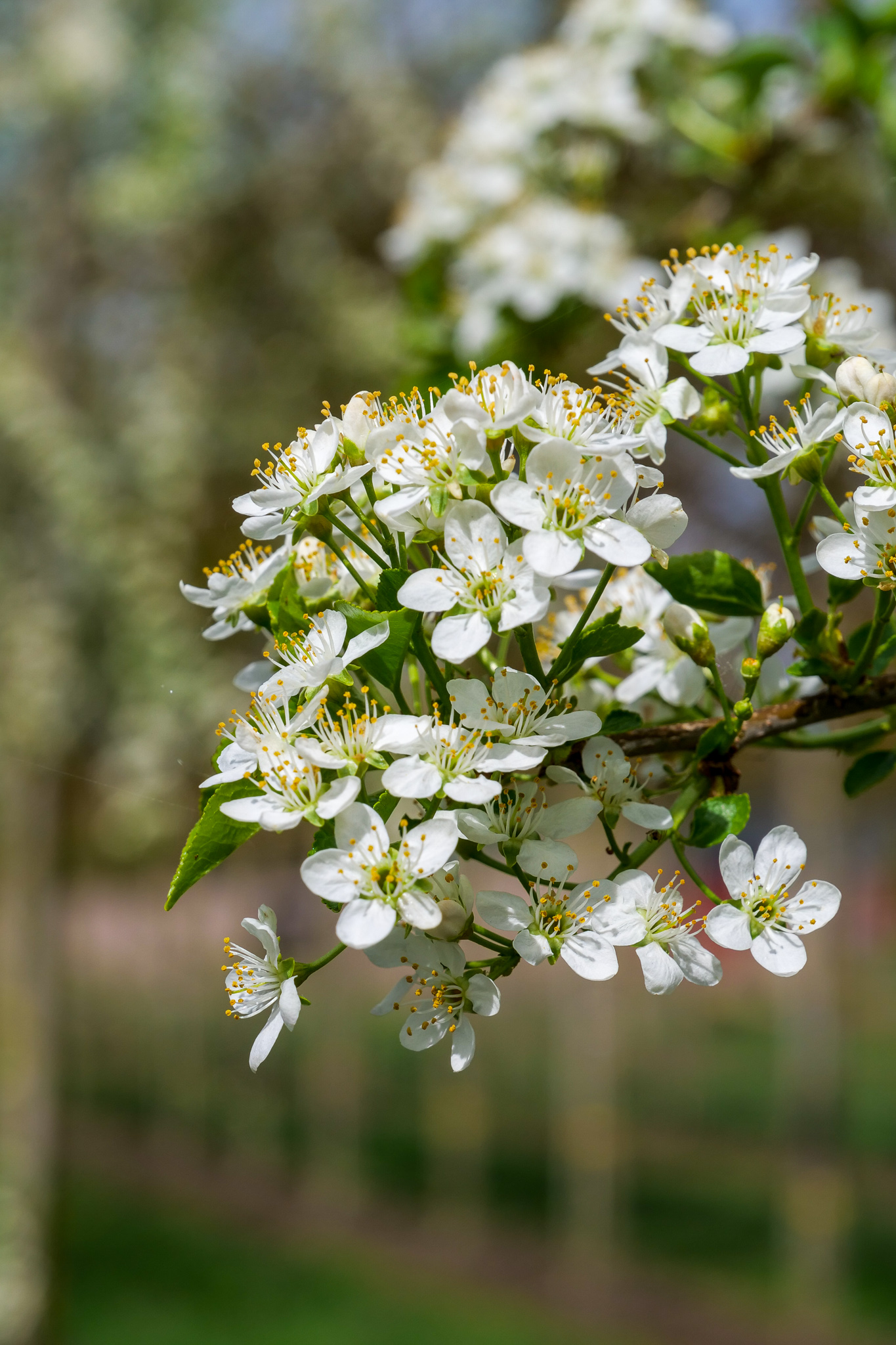 Prunus mahaleb | Prunus mahaleb - Van den Berk Nurseries